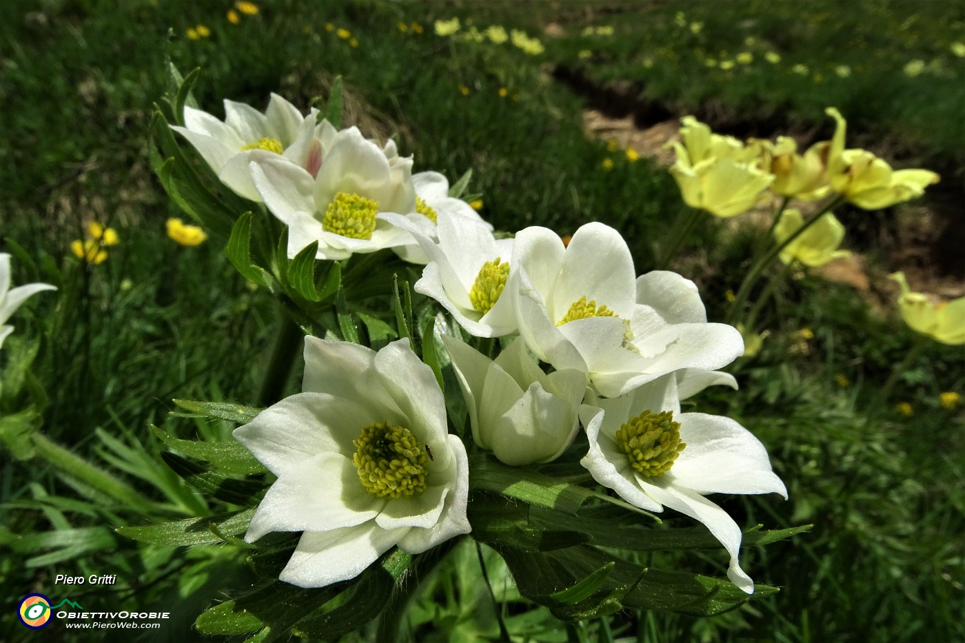 31 Anemone narcissino (Anemone narcissiflora) salendo ai Laghetti di Ponteranica.JPG